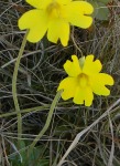 yellow butterwort