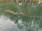 manatees from above