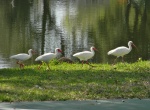 Ibis by the pond