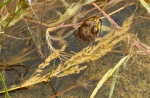frog in a puddle