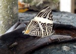 butterfly on banana peel